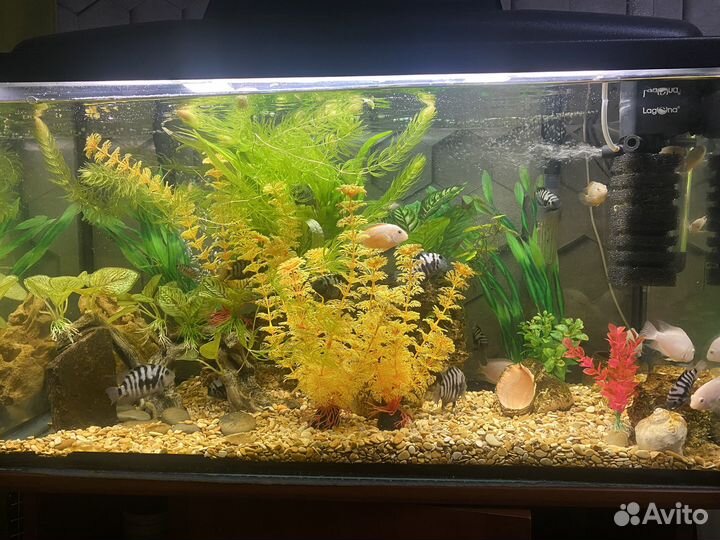 Аквариумные рыбки