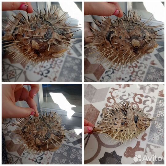 Ракушки и кораллы