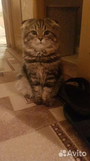Кошки