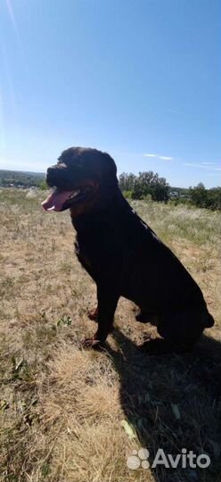 Вязка ротвейлера