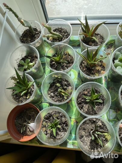 Комнатные растения