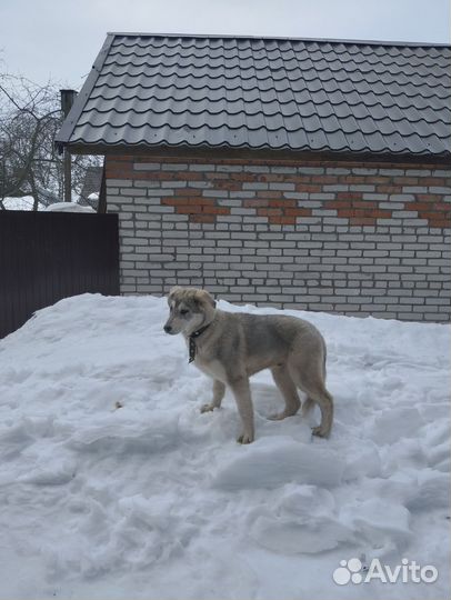 Метис маламута