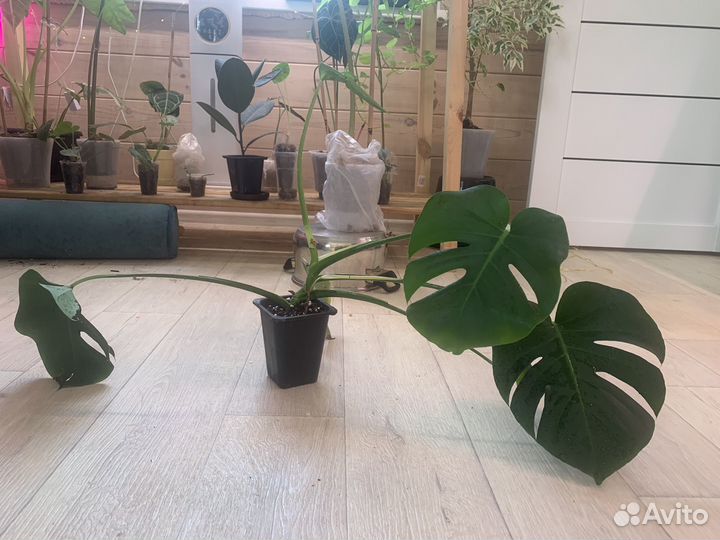 Монстера деликатесная