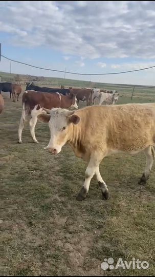 Коровы и телки
