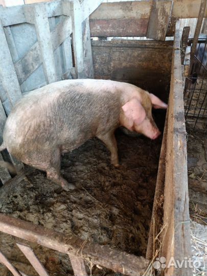 Поросята ландрас