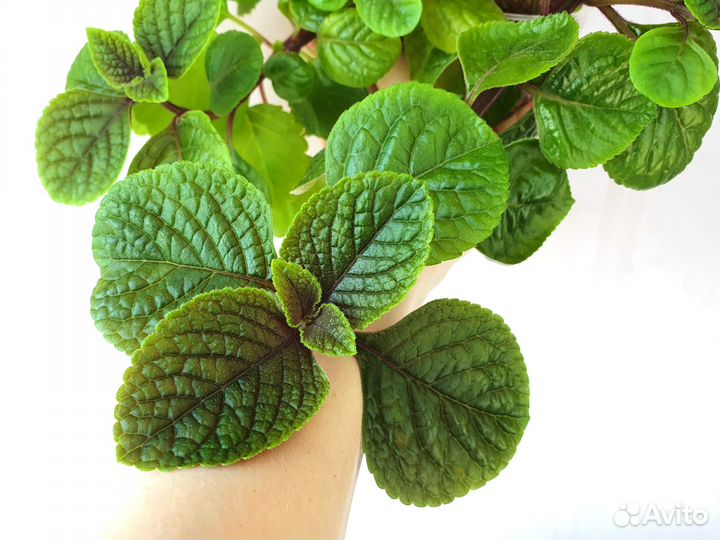 Традесканция нанук плектрантус секретазия