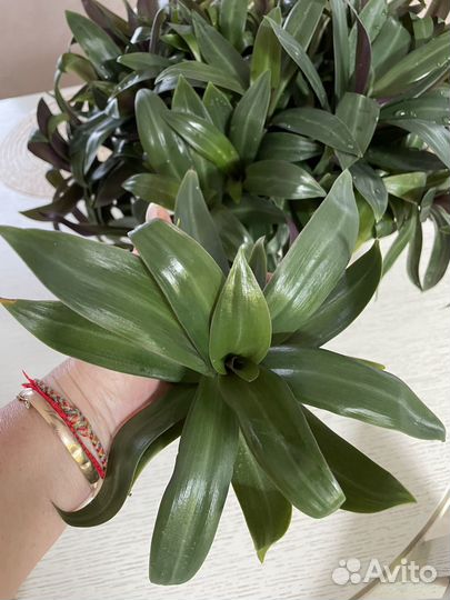 Традесканция разноцветная или рэо