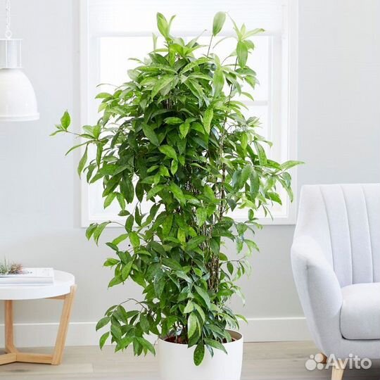 Драцена Годсеффа