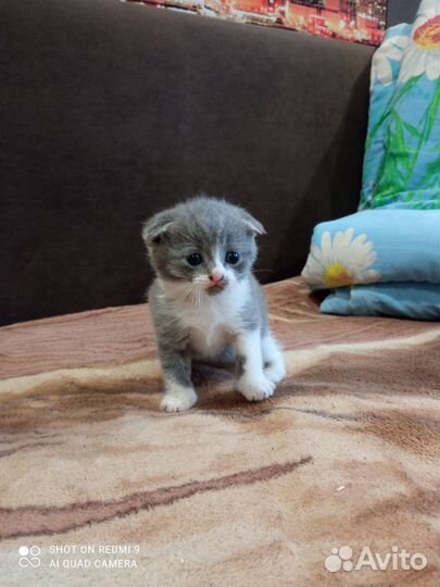 Вислоухие котята
