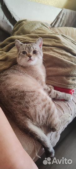 Котик, шатландец прямоухий