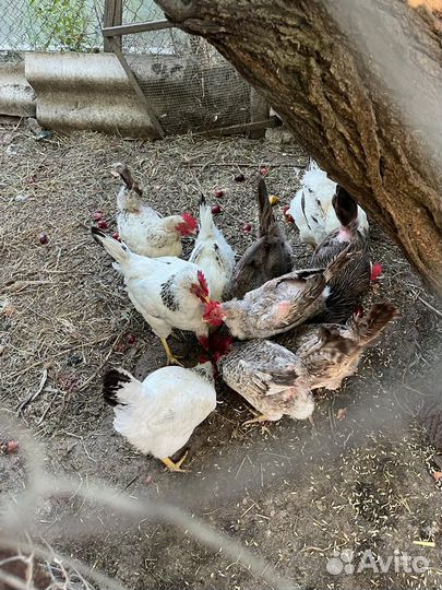 Куры несушки