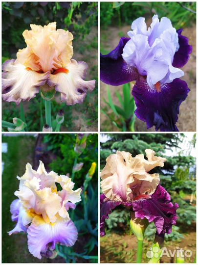 Ирисы сортовые