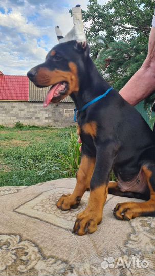 Щенки добермана с документами
