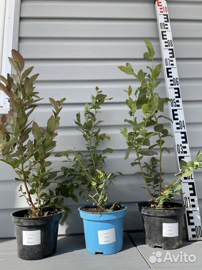 Голубика садовая саженцы 14 сортов