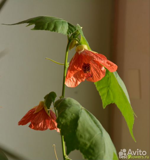 Пеларгония, эухарис, абутилон