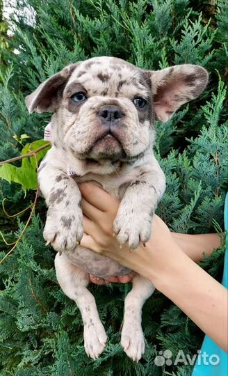 Француженка голубоглазое чудо