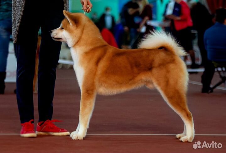 Бронь щенков Акита-Ину в Орле