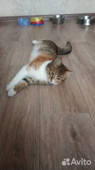 Кошечка Краска