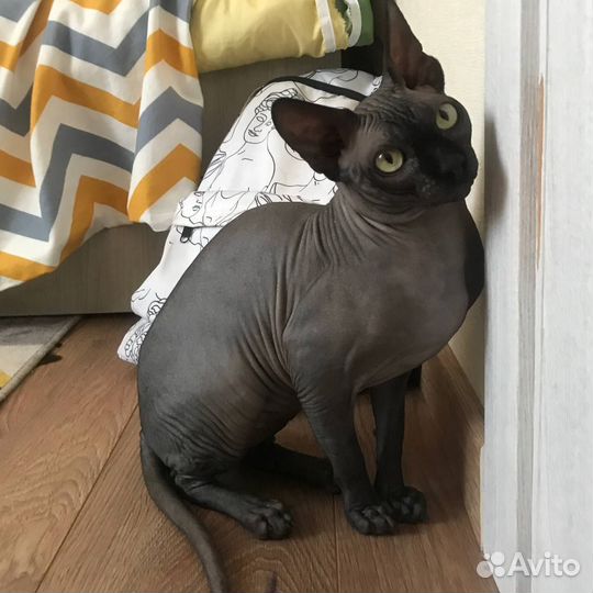 Канадский сфинкс вязка