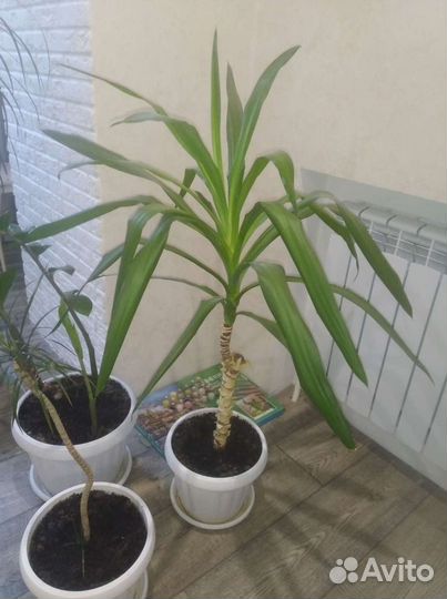 Комнатные растения