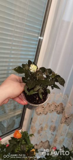 Комнатные растения розы