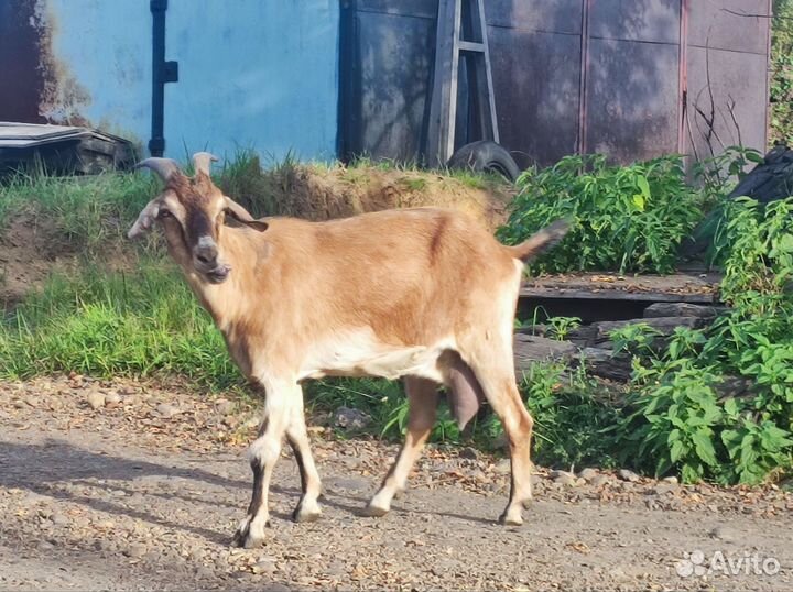 Коза нубо-альпийка