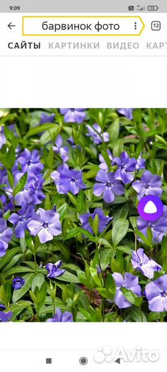 Барвинок стелющийся