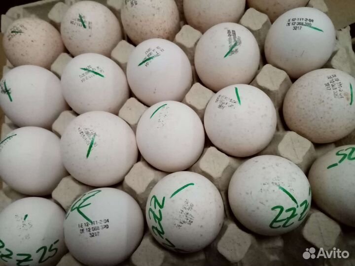 Индюки гиганты