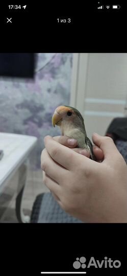 Попугай неразлучник с клеткой