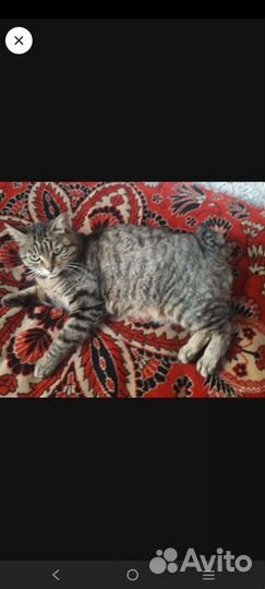 Кошки в добрые руки