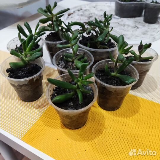 Красула хоббит