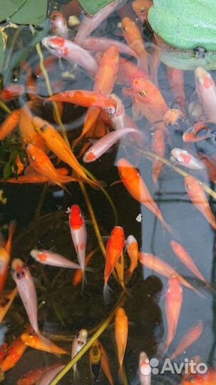 Рыбки для пруда