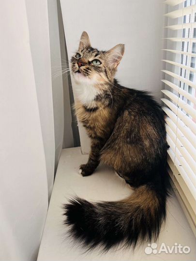 Лапка ищет дом