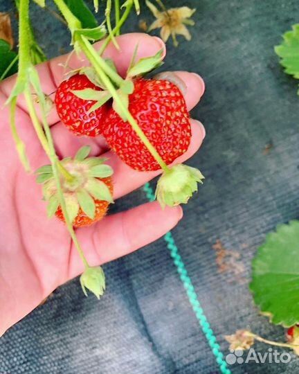 Рассада саженцы Клубники (бронь на осень )