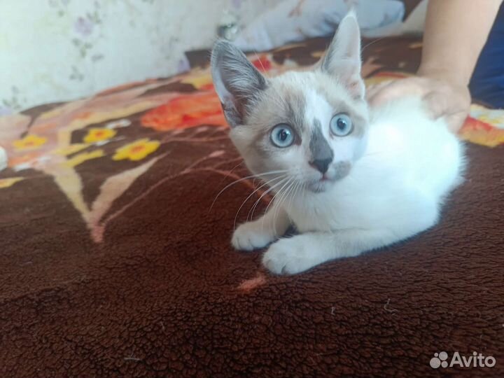 Котенок девочка, отдам в добрые руки