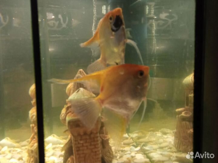 Аквариумные рыбки скалярии