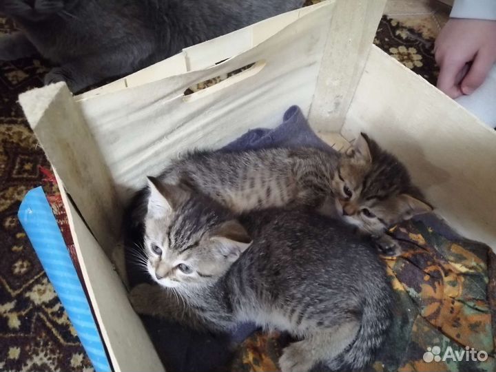 Кошки в добрые руки бесплатно