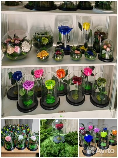 Флорариум Роза в колбе Цветы растения в кашпо, от