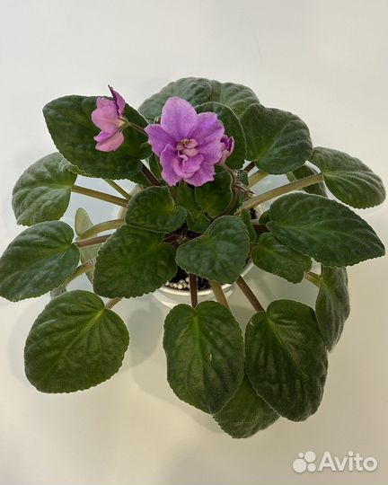 Фиалка цветущая в горшке