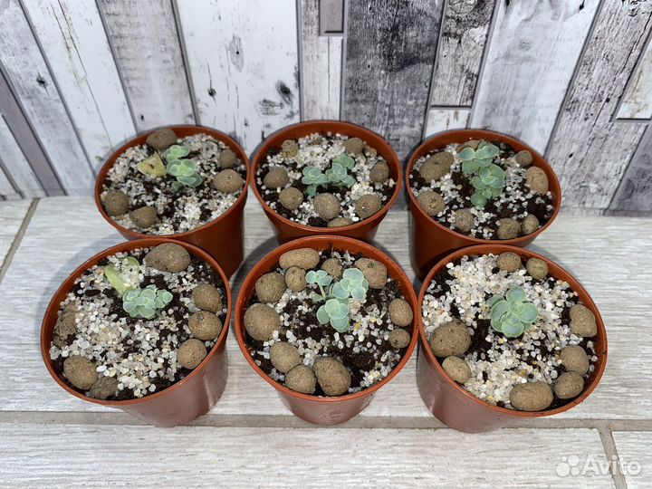 Суккуленты