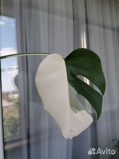 Монстера Альба Луна