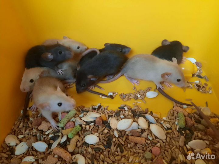 Крысята Дамбо. Крысы (бронь)