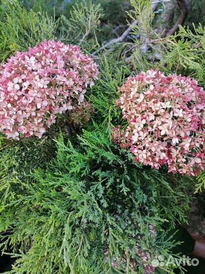 Гортензия саженцы