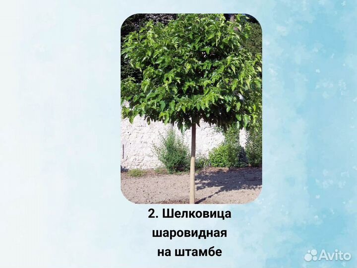 Шелковица плакучая на штамбе, Шелковица шаровидная