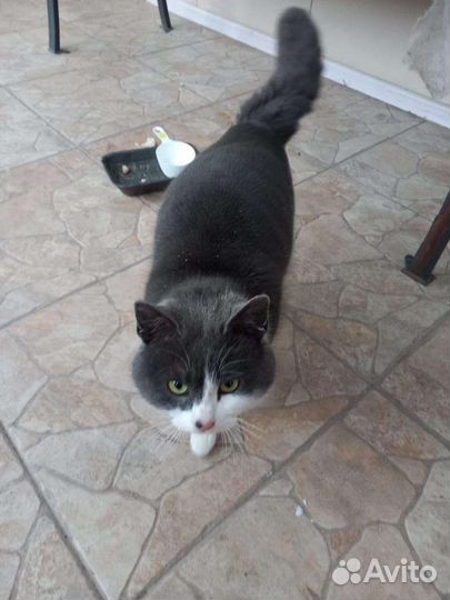 Кот для частного дома