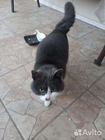 Кот для частного дома