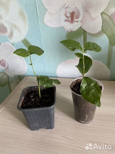 Комнатный жасмин самбак