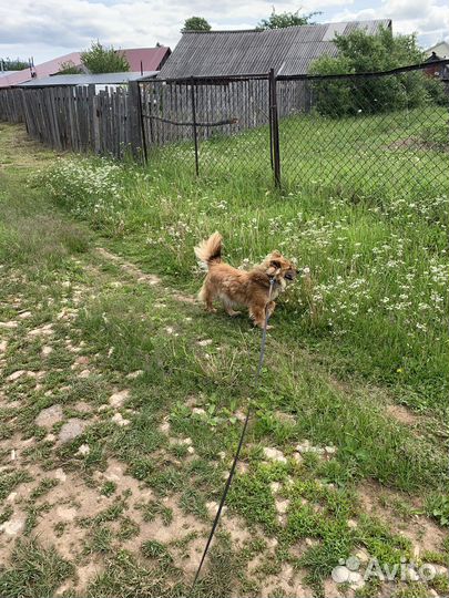 Собачка в добрые руки