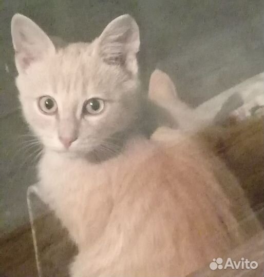 Спасите котят