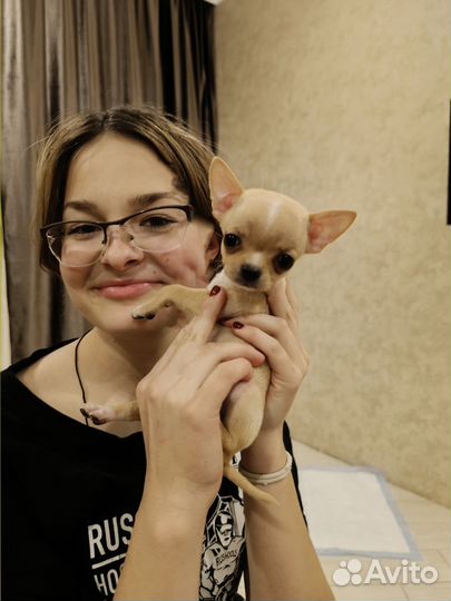 Щенки чихуахуа